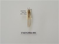 藏品(蟻蛉61)的圖片